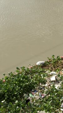 Plastic Waste and Water Hyacinth Floating on the Pasig River