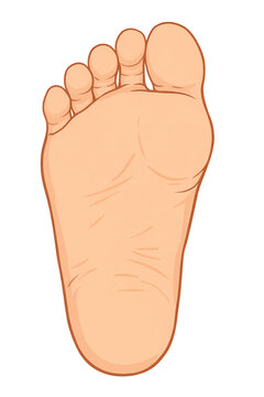 右足のウラ
sole of the right foot