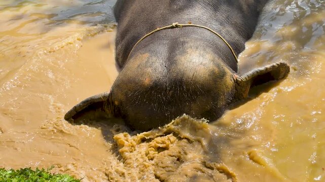 Asian Elephant Bathing and Playing in Muddy River Water in Phuket