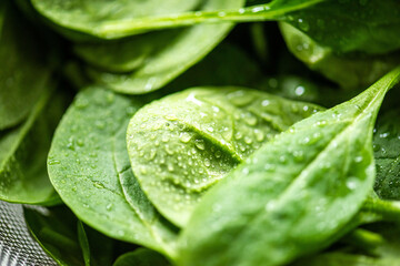 Fresh spinach leaves with droplets