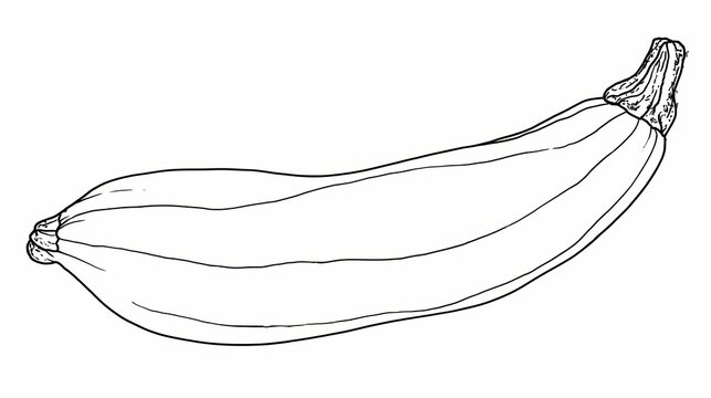 Line Drawing of a Fresh Zucchini Vegetable on a White Background.