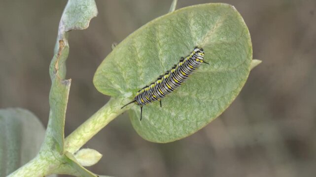 Hairy Caterpillar Crawling on Fresh Green Leaf Close Up Macro Wildlife Insect Nature Background 4K HD Ultra Video