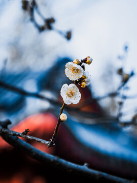 White Plum Blossoms on Branch with Traditional Roof Background in Wuhan China