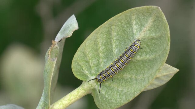 Hairy Caterpillar Crawling on Fresh Green Leaf Close Up Macro Wildlife Insect Nature Background 4K HD Ultra Video