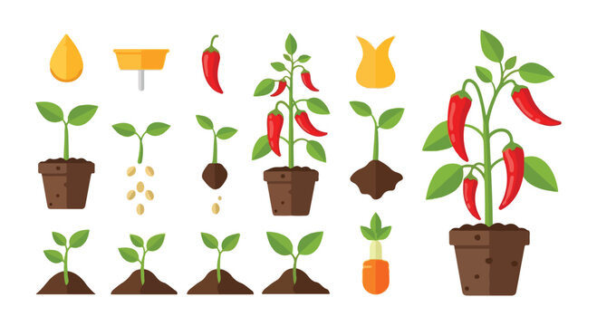 Vector illustration of a chili pepper plant growth stages with potted plants and gardening tools on a white background