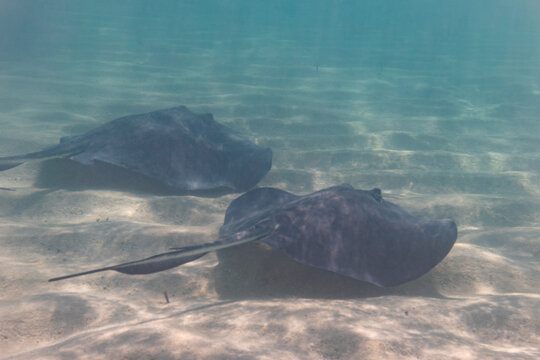 Stingrays swimming over sandy ocean floor in tropical sea