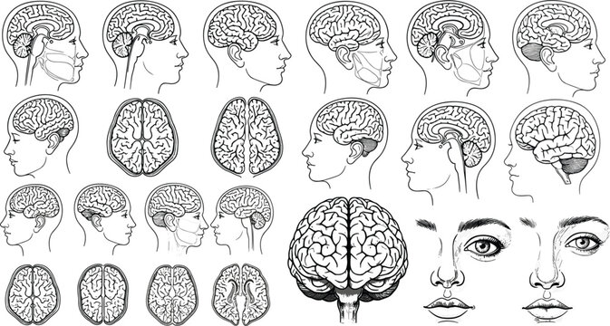 Detailed Human Brain Anatomy Vector Set with Side Profile Heads, Cross Sections, Neural Structure and Medical Illustration Collection