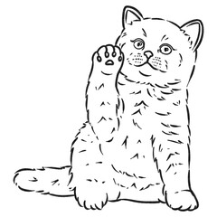 Fototapeta premium British Shorthair Kitten Raising Paw Charcoal Line Art Illustration
