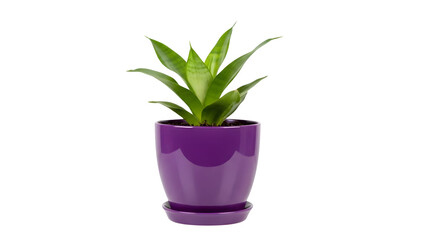 Fototapeta premium Vibrant green plant in modern purple pot isolated