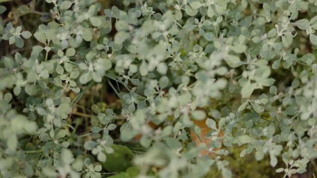 Close Up Helichrysum Petiolare Tree Front Yard Garden, A detailed close-up of Helichrysum Petiolare revealing soft silvery textures and delicate leaf, perfect for botanical documentary.