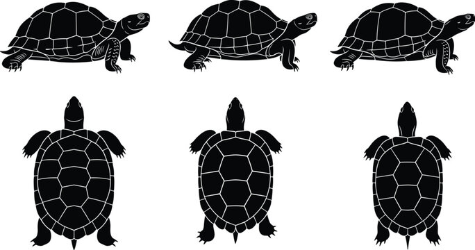 Black silhouette set of turtles and tortoises, side view and top view reptile icons for nature design, isolated vector illustrations.