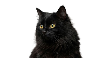 png image of a long-haired black cat with intense yellow eyes, isolated on a transparent background, studio quality. © Christina