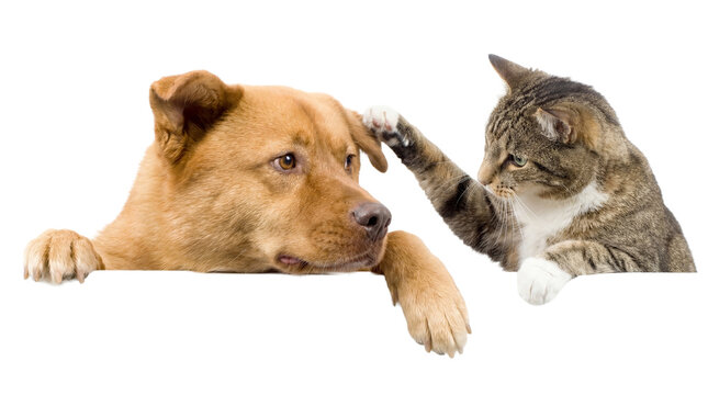 png image of a brown dog and a tabby cat interacting closely on a transparent background, showing a gentle touch between the two pets.