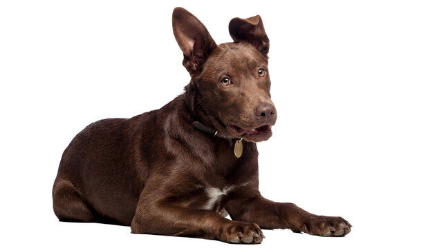 a chocolate brown puppy with large ears and a floppy ear lies down attentively on a transparent background, looking to the side with a curious expression, wearing a collar with a golden tag.