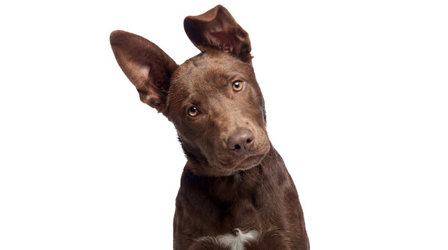 curious brown puppy tilting its head with big ears, isolated on transparent background, studio shot.