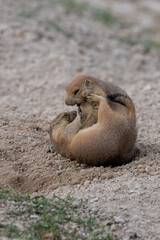 Obraz premium 2 prairie dogs battle in the dirt in Badlands National Park, South Dakota, USA