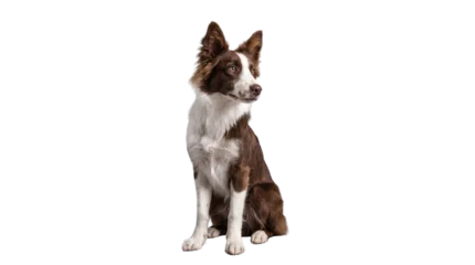 Fotobehang Hond a beautiful brown and white border collie dog sitting patiently and looking to the side with intelligent eyes, captured in a studio portrait with a transparent background.  © Nadine