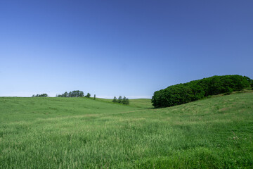 Obraz premium Wide Green Hills and Pasture Landscape, Betsukai, Hokkaido, Japan