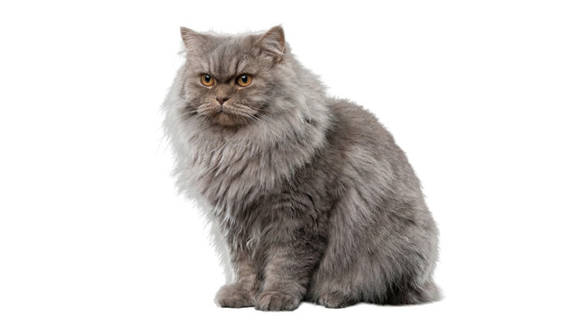 grumpy persian cat wearing a santa hat, isolated on a clean white background, perfect for christmas marketing and holiday greetings.