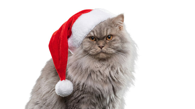 fluffy gray persian cat wearing a red santa hat, looking at the camera with a grumpy expression, studio portrait with a transparent background, festive christmas holiday mood.