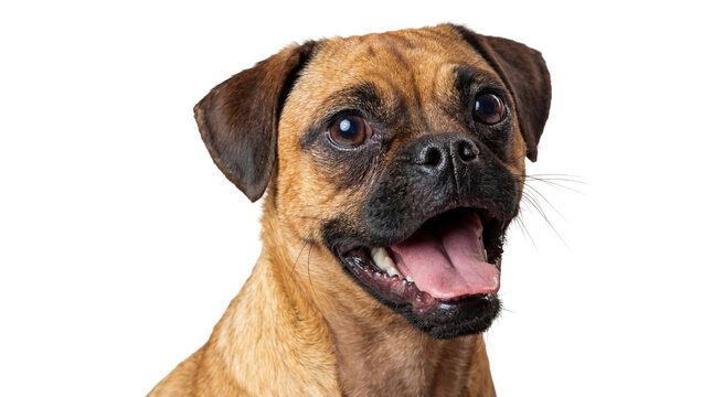 close-up portrait of a happy puggle dog with its mouth open and tongue out, panting in a studio setting.
