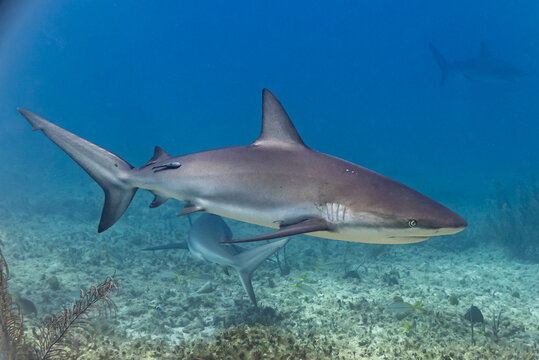 Caribbean reef sharks swimming over reef in tropical ocean