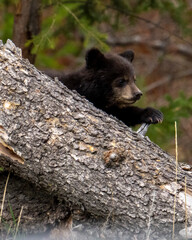 Black bear cub playing on a tree in Yellowstone National Park in Wyoming, United States © Dean Clark