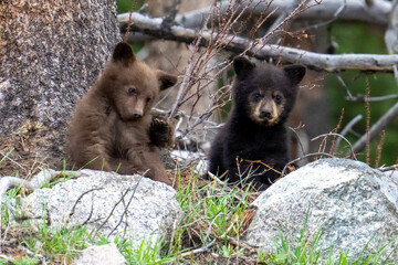 Black bear cubs on alert in Yellowstone National Park in Wyoming,  United States © Dean Clark