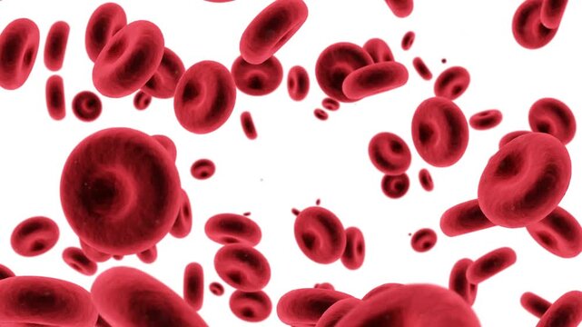 red blood cells isolated on white