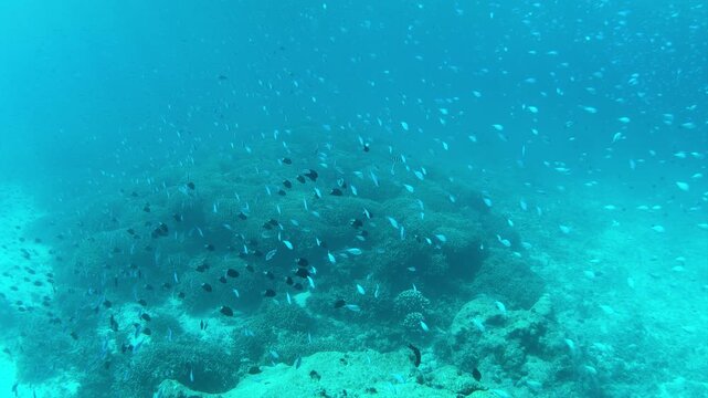 沖縄県　伊平屋島　サンゴと熱帯魚
