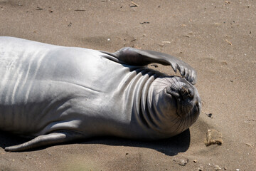 Elephant sea scratching its face with a flipper in San Simeon California on the Mid Coast © Dean Clark