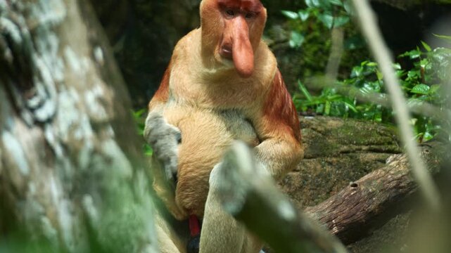 A male Proboscis monkey (Nasalis larvatus) scratching its body and walking away with its four limbs, close up shot of a primate species endemic to the island of Borneo.