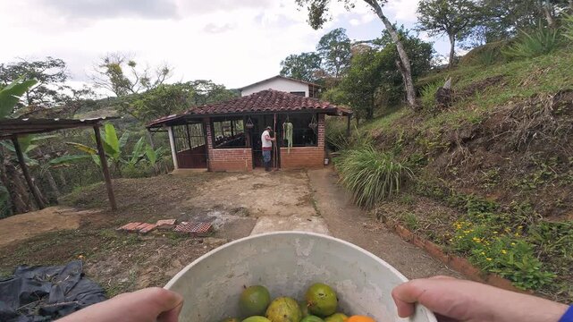Carrying bucket with fruit in harvest season.
