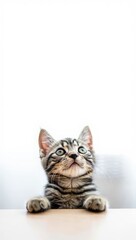 Fototapeta premium Adorable Young Tabby Kitten Peeking Over Wooden Surface With Striking Green Eyes