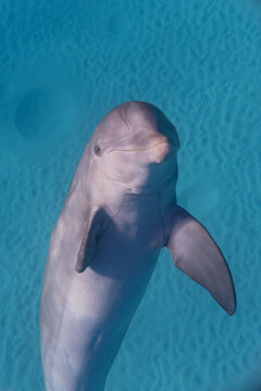 Playful bottlenose dolphin swimming upside down over sandy ocean floor