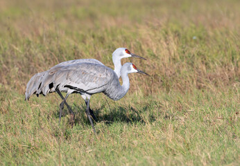 Obraz premium Sandhill Cranes (Antigone canadensis) Grazing in a Pasture, Texas, USA