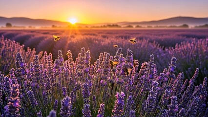 Naklejka premium Golden Sunrise Over Aromatic Lavender Field With Bees.