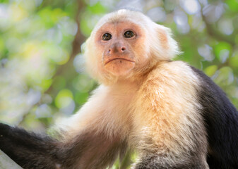 Fototapeta premium Portrait of White-faced capuchin (Cebus capucinus), close up, Costa Rica, Corcovado National Park