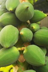 Many green papaya fruits on tree