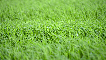 Naklejka premium Field of green Grass. Spring green Grass. Grass texture. Background of Grass.