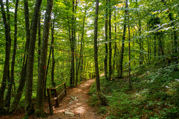 Obraz premium Forest path travel in nature. Scenic hiking trail. Travel route through green forest. Trail in woodland. Forest path for tourism. Forest path through green trees. Nature walkway. Hiking path trail.