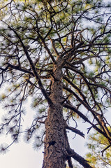 Longleaf pine tree (Pinus palustris) from below in Dauphin Island Alabama