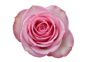 Fototapeta premium Beautiful pink rose flower close-up view isolated on transparent background