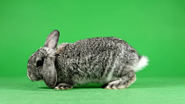 A cute grey rabbit with floppy ears and a white tail sitting on a vibrant green background.