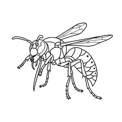 Fototapeta premium Detailed black and white line drawing of a wasp with large wings