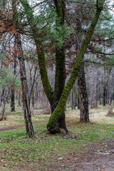 Fototapeta premium Unique pine tree with multiple trunks intertwined at the base, covered in green moss in a spring forest. Unusual mossy pine tree with split trunks in a park environment.