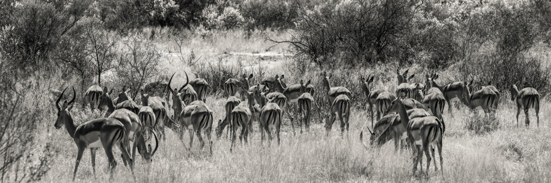 Troupeau de springboks en Namibie