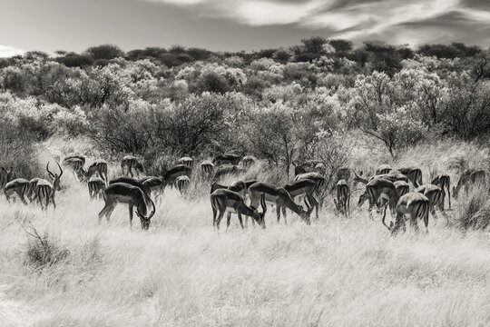 Troupeau de springboks