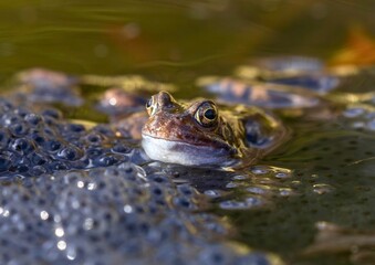 Wild Frog in Natural Pond Water