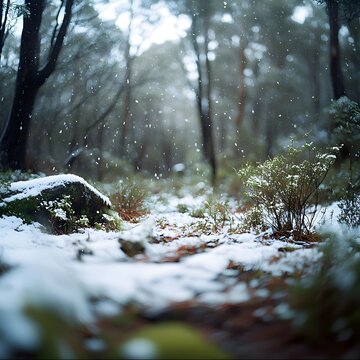 winter, forest, snow, nature, peaceful, serene, tranquil, sunlight, bokeh, wilderness, cold, beautiful, white, frosty, trees, woods, outdoors, landscape, season, seasonal, evergreen, coniferous, groun